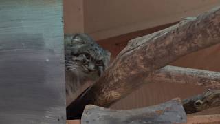 オリーヴァちゃん 定位置トンネルにかくれんぼ♪　マヌルネコ　埼玉県こども自然動物公園で　00168