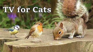 TV for Cats : Birds on Bluebell Log