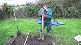 Planter un arbre en racines nues