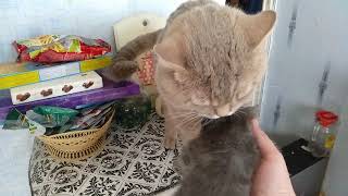 Как котята встречают папу, ОТЦА. Кот говорит привет! Кошки - это чудо! Видео про кошек VivaVideo!