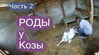 ⚠Понедельник⚠\ часть 2 \ Наши первые роды\Роды у козы!