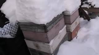 январь на пасеке - зимняя подкормка пчел, зачем нужна и как лучше подкормить пчел