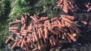 Морковка отличный урожай Дача огород сад