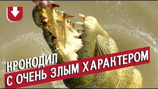Крадет газонокосилку и отмечает 53-летие коровьей тушей. Жизнь самого злого крокодила Австралии