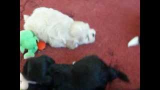 cute puppys maltese/shih tzu