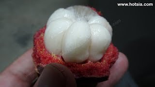 มังคุดโบราณลานสกา (เรือนมลราชนคร)