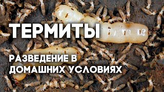 Возможно ли содержать термитов как домашник животных? Coptotermes formosanus - китайский термит.