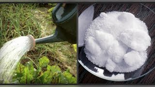 Борная кислота для огорода.  Для каких культур, в каком количестве и как  применять