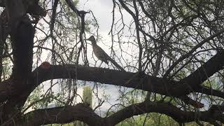Beep! Beep! Roadrunner and coyote come face-to-face in Tucson