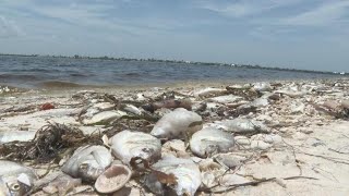 "Red tide" toxic algae outbreak in Florida prompts health concerns