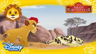 Aslan Koruyucular I Leoparlarla Aslan Koyucuların Kıyasıya Mücadelesi ? I Disney Channel Türkiye