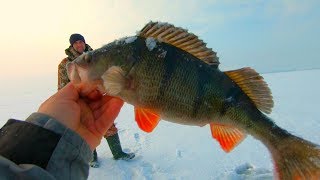 Ловля огромного окуня на балансир! Окуни монстры! Находили пешком около 20 км на Днепре!