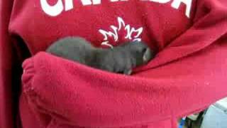 Mink six week old
