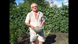 Убираем ЛУК СЕВОК Лук тыканка из семян лука чернушки