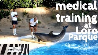 Medical Training with bottlenose dolphins ? at Loro Parque #THROWBACK | zoos.media