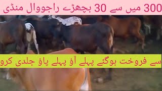 30 بچھڑے فروخت ہوگئے ہیں راجووال منڈی سے