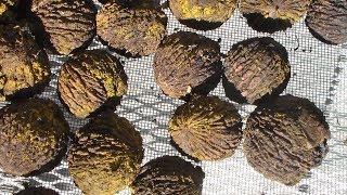 How to Harvest and Process Black Walnuts