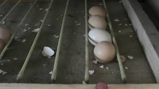 Вылупление цыплят в Инкубаторе с водяным обогревом.