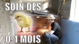 Le soin d'une poussinière de 1 jour à 4 semaines