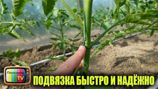 ПОДВЯЗКА ТОМАТОВ БЫСТРО НАДЁЖНО И ЛЕГКО СУПЕР СПОСОБ