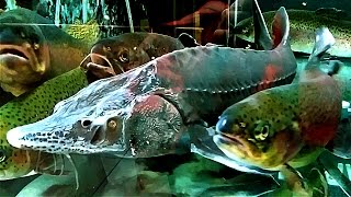 Осетр и Форель. Рыба Осетр. Рыба Форель. Рыбы Видео. Осетр и Форель в Воде. Футажи для видеомонтажа