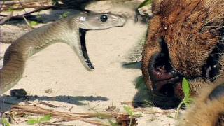 Black Mambas 07, Mamba vs Lion