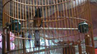 Chòe lửa chuyền chuẩn đấu hót