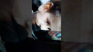мальчик поет катюшу  в пусть гаварят на китайском????