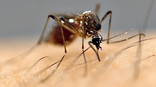 Why Are Mosquitoes Attracted To You?!