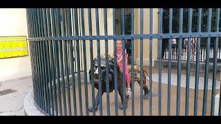 Венский зоопарк Vienna Zoo