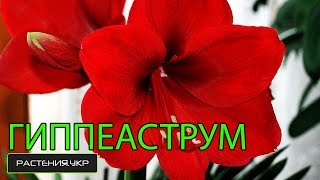 Гиппеаструм уход в домашних условиях / Как срезать цветонос Гиппеаструма?