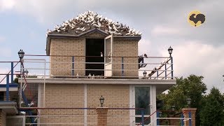 Голуби России(В ЭТОМ ВИДЕО САМЫЕ ГЛАВНЫЕ СЛОВА СОДЕРЖАНИЯ)