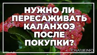 Нужно ли пересаживать каланхоэ после покупки? | toNature.Info