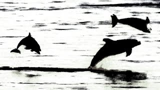 Delfine - Dolphin - Große Tümmler (Tursiops truncatus)