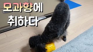 모과향에 취한 강아지 헨의 하루