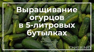 Как вырастить огурцы в 5-литровых бутылках? | toNature.Info