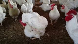 How to Male & Female Mating, মোরগ মুরগীর মিলন