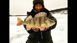 Утренний клев окуня Якутия Yakutia
