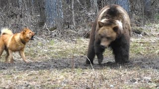 Карело финская лайка.Притравка на медведя.Полевые  испытания 2017. Karelo Finnish Laika.on bear.