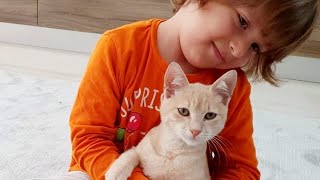 Fatih Selim'in minnoş kedisi oyuncaklarla oynuyor abisi onu çok seviyor sevimli kedi çok eğlenceli