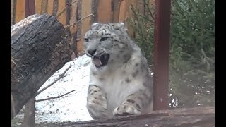 Барсик вышел погулять (Снежный барс)
