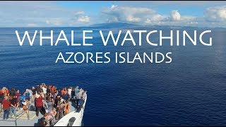 MUST do in the Azores Islands, Portugal | ETHICAL & RESPONSIBLE Wild Dolphin & Whale Watching