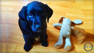 CUTEST PUPPY EVER!