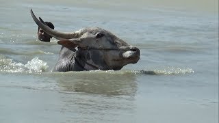 BVS Hallikar Jallikattu bulls running for swimming at Bukkasagaram Part1