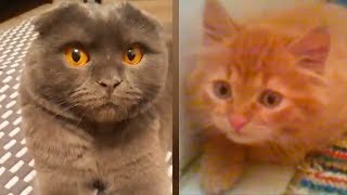 ПРОВИНИВШИЕСЯ КОТЫ