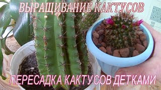 Комнатные кактусы.Выращивание кактусов.Размножение кактусов в домашних условиях .Пересадка кактусов