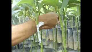 Injertado de plantas de aguacate Hass y Hass selección Méndez de calidad Vitalos Agro