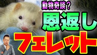 ATLASラジオ2nd 252　フェレットの恩返し、天狗が彼女を守る理由