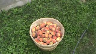 Peach Trees: Reliance and Contender Varieties
