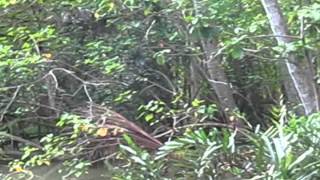 Poovar boating in backwater - Island Resort Kerala